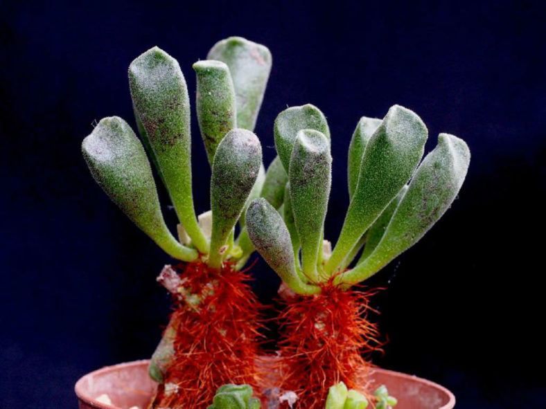 Adromischus cristatus var. schonlandii