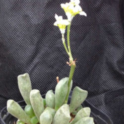 Adromischus cristatus var. schonlandii