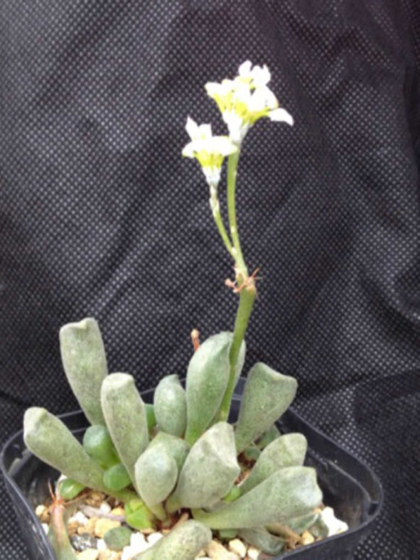 Adromischus cristatus var. schonlandii