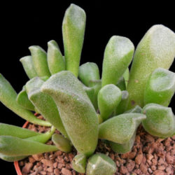 Adromischus cristatus var. schonlandii