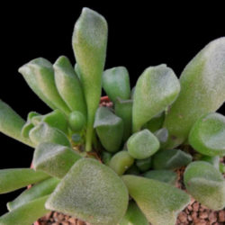 Adromischus cristatus var. schonlandii