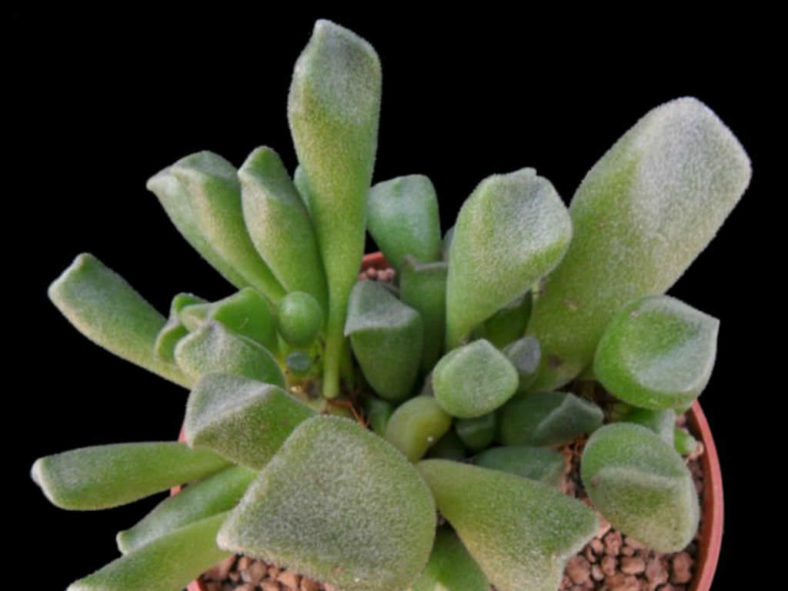 Adromischus cristatus var. schonlandii