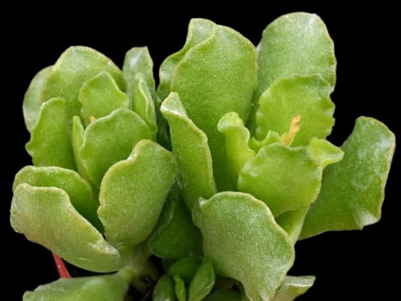 Adromischus cristatus var. zeyheri