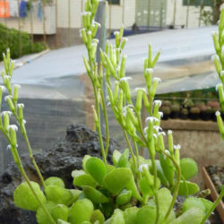 Adromischus cristatus var. zeyheri