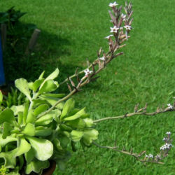 Adromischus cristatus var. zeyheri