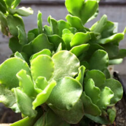 Adromischus cristatus var. zeyheri - World of Succulents