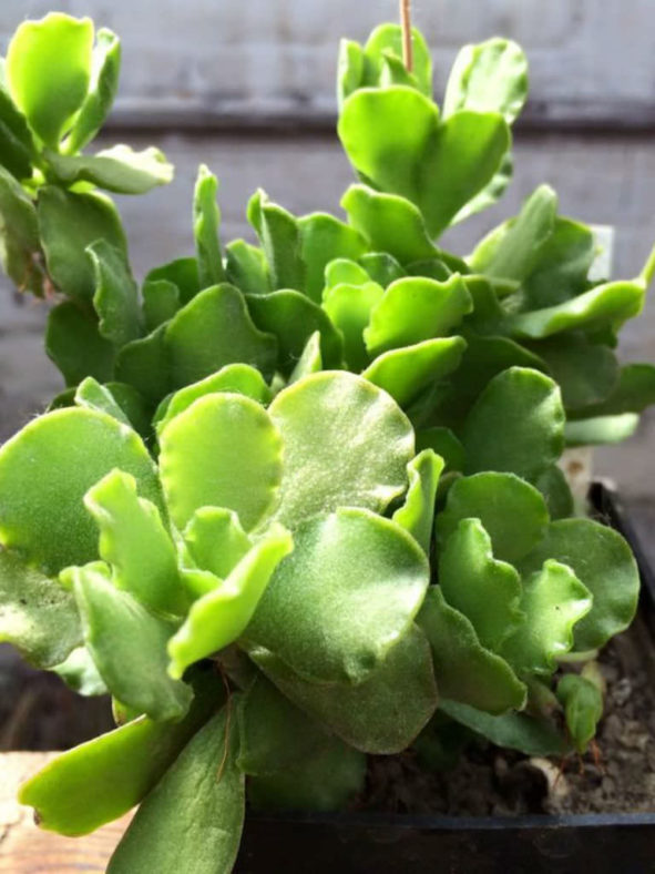 Adromischus cristatus var. zeyheri