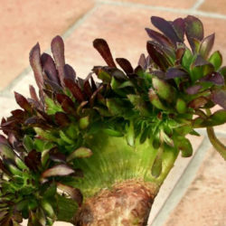 Aeonium arboreum 'Atropurpureum Cristatum' (Purple Rose)