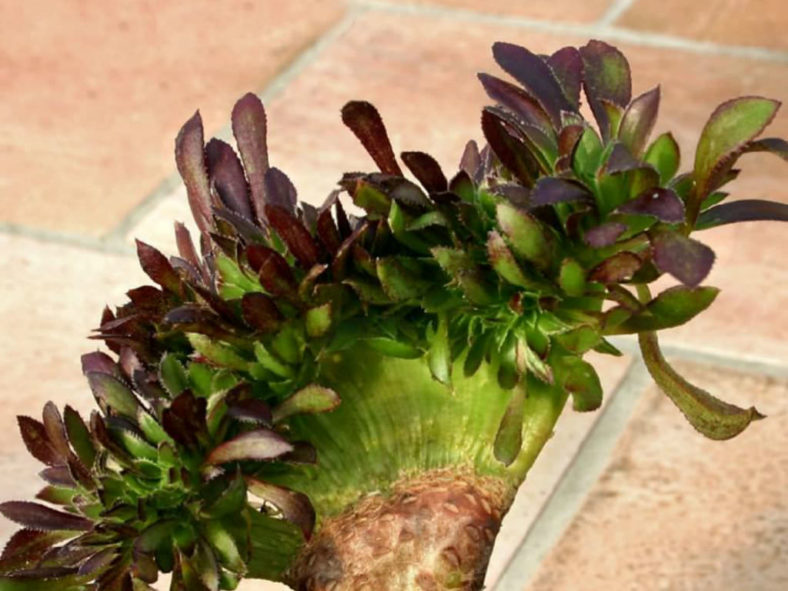 Aeonium arboreum 'Atropurpureum Crested'