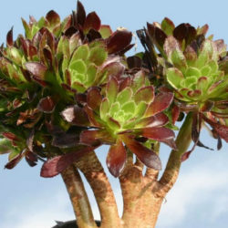 Aeonium arboreum 'Atropurpureum Cristatum' (Purple Rose)