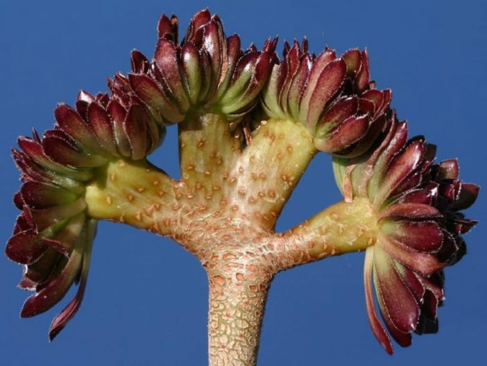 Aeonium arboreum var. atropurpureum f. cristatum - Crested Purple Rose