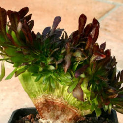 Aeonium arboreum 'Atropurpureum Cristatum' (Purple Rose)