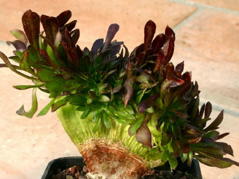 Aeonium arboreum 'Atropurpureum Crested'