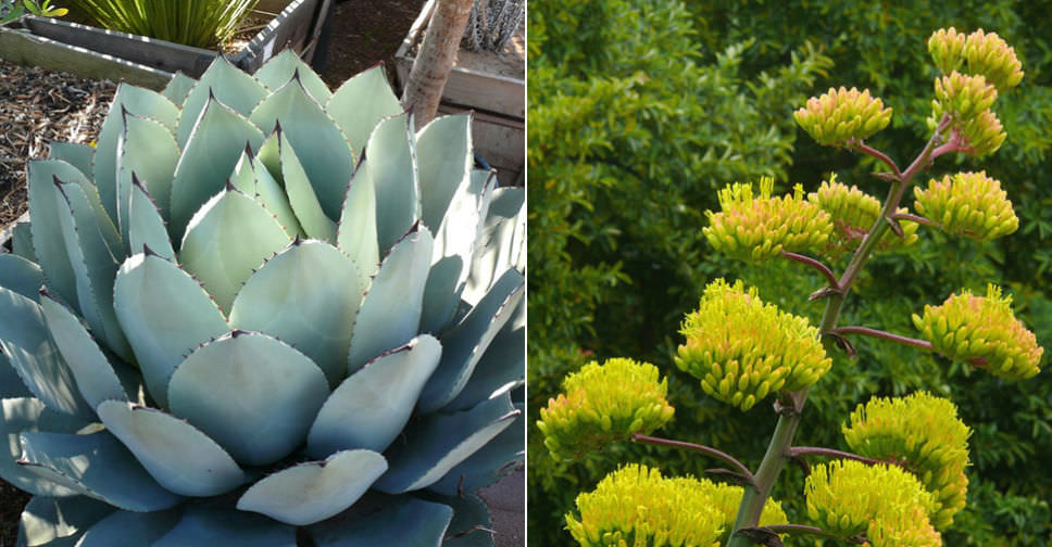 Agave parryi var. huachucensis - World of Succulents