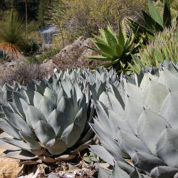 Agave parryi var. huachucensis - Huachuca Agave