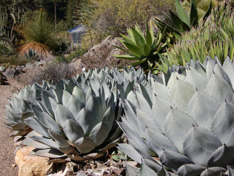 Agave parryi var. huachucensis - Huachuca Agave