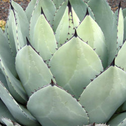 Agave parryi var. huachucensis - Huachuca Agave