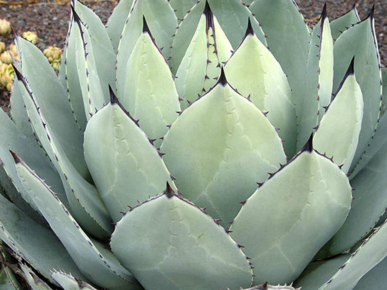 Agave parryi var. huachucensis - Huachuca Agave