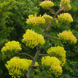 Agave parryi var. huachucensis - Huachuca Agave