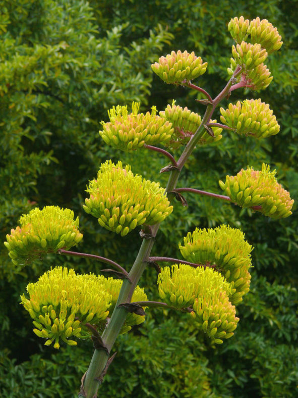 Agave parryi var. huachucensis - Huachuca Agave