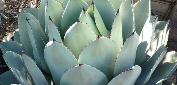 Agave parryi var. huachucensis - World of Succulents