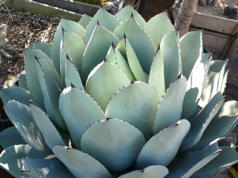 Agave parryi var. huachucensis - Huachuca Agave