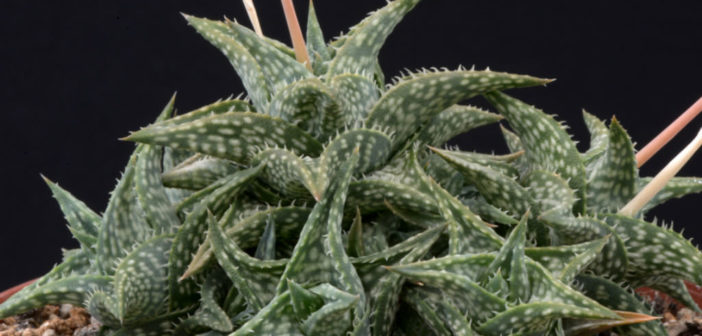 aloe vera buy near me Aloe Barbadensis main image 1
