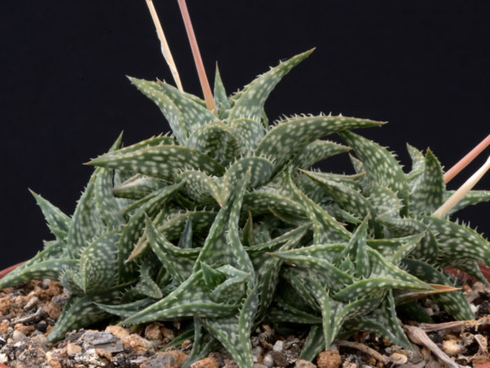 Aloe descoingsii