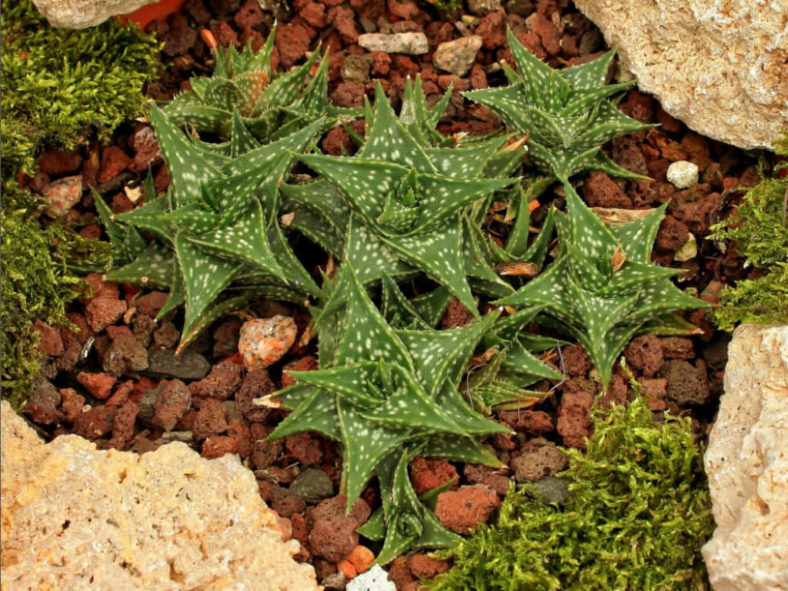 Aloe descoingsii