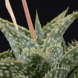 Aloe descoingsii