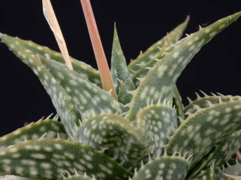 Aloe descoingsii