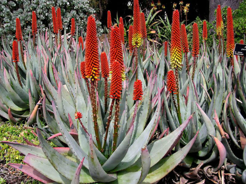 Aloe petricola - Stone Aloe