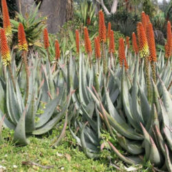 Aloe petricola - Stone Aloe