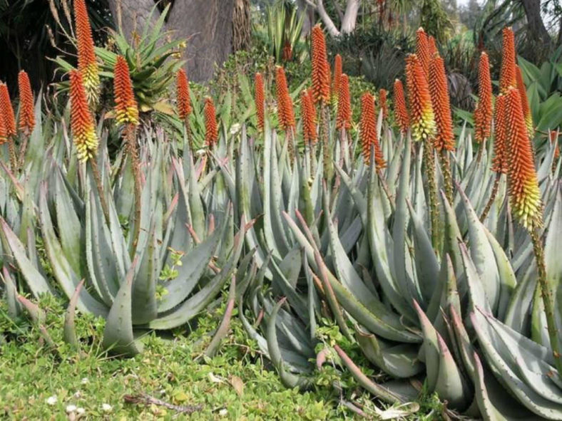 Aloe petricola - Stone Aloe