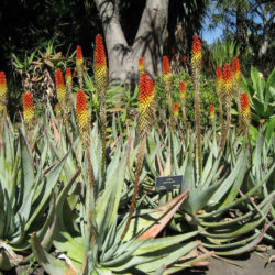 Aloe petricola - Stone Aloe
