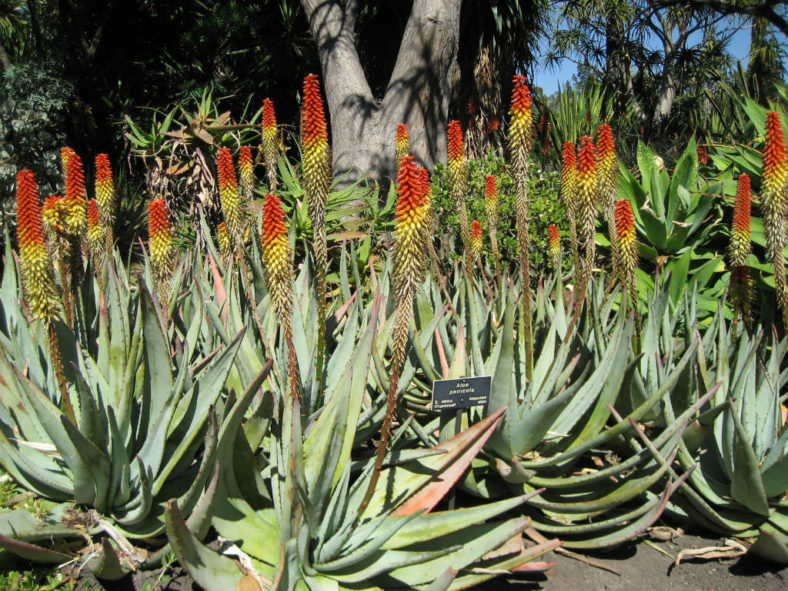 Aloe petricola - Stone Aloe