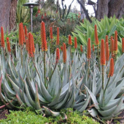 Aloe petricola - Stone Aloe