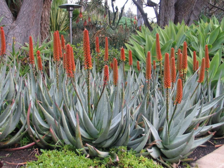 Aloe petricola - Stone Aloe