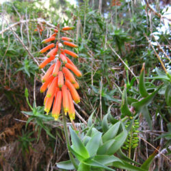 Aloiampelos ciliaris (Climbing Aloe)