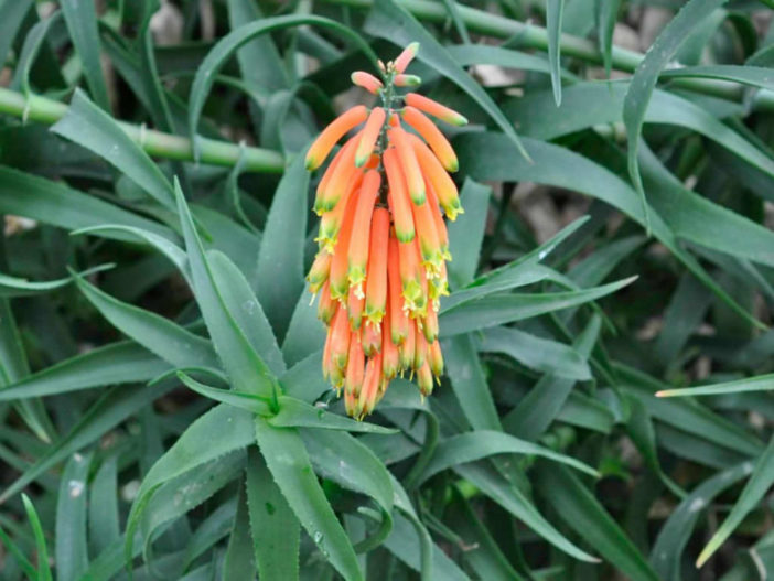 Aloiampelos ciliaris (Climbing Aloe)