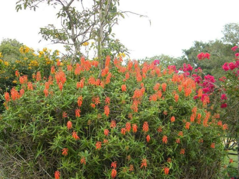 Aloiampelos ciliaris (Climbing Aloe)