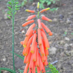 Aloiampelos ciliaris (Climbing Aloe)