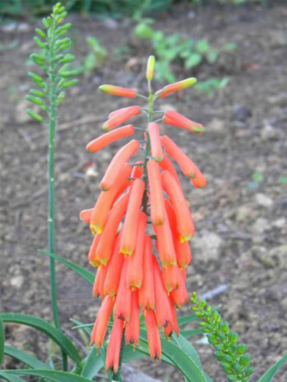 Aloiampelos ciliaris (Climbing Aloe)