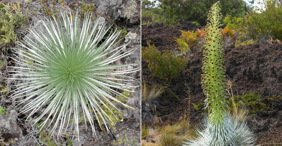 Argyroxiphium kauense - Mauna Loa Silversword | World of