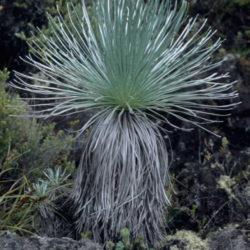 Argyroxiphium kauense - Mauna Loa Silversword