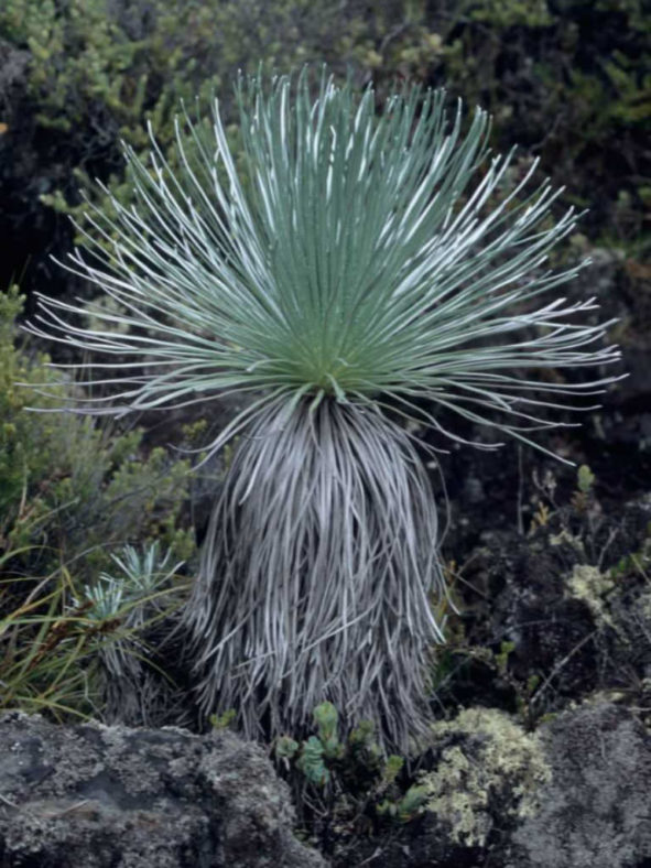 Argyroxiphium kauense - Mauna Loa Silversword