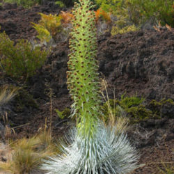 Argyroxiphium kauense - Mauna Loa Silversword