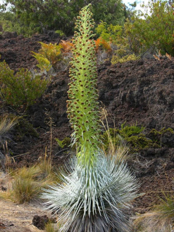 Argyroxiphium kauense - Mauna Loa Silversword