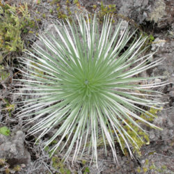 Argyroxiphium kauense - Mauna Loa Silversword