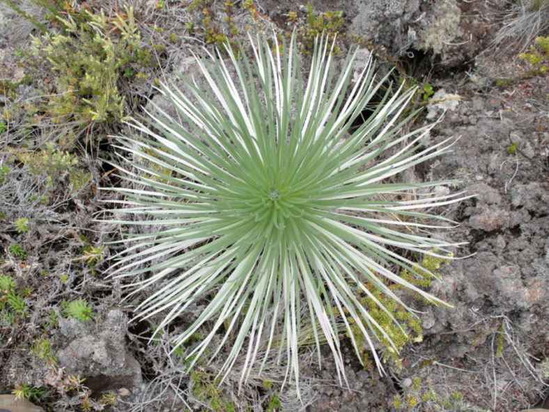 Argyroxiphium kauense - Mauna Loa Silversword
